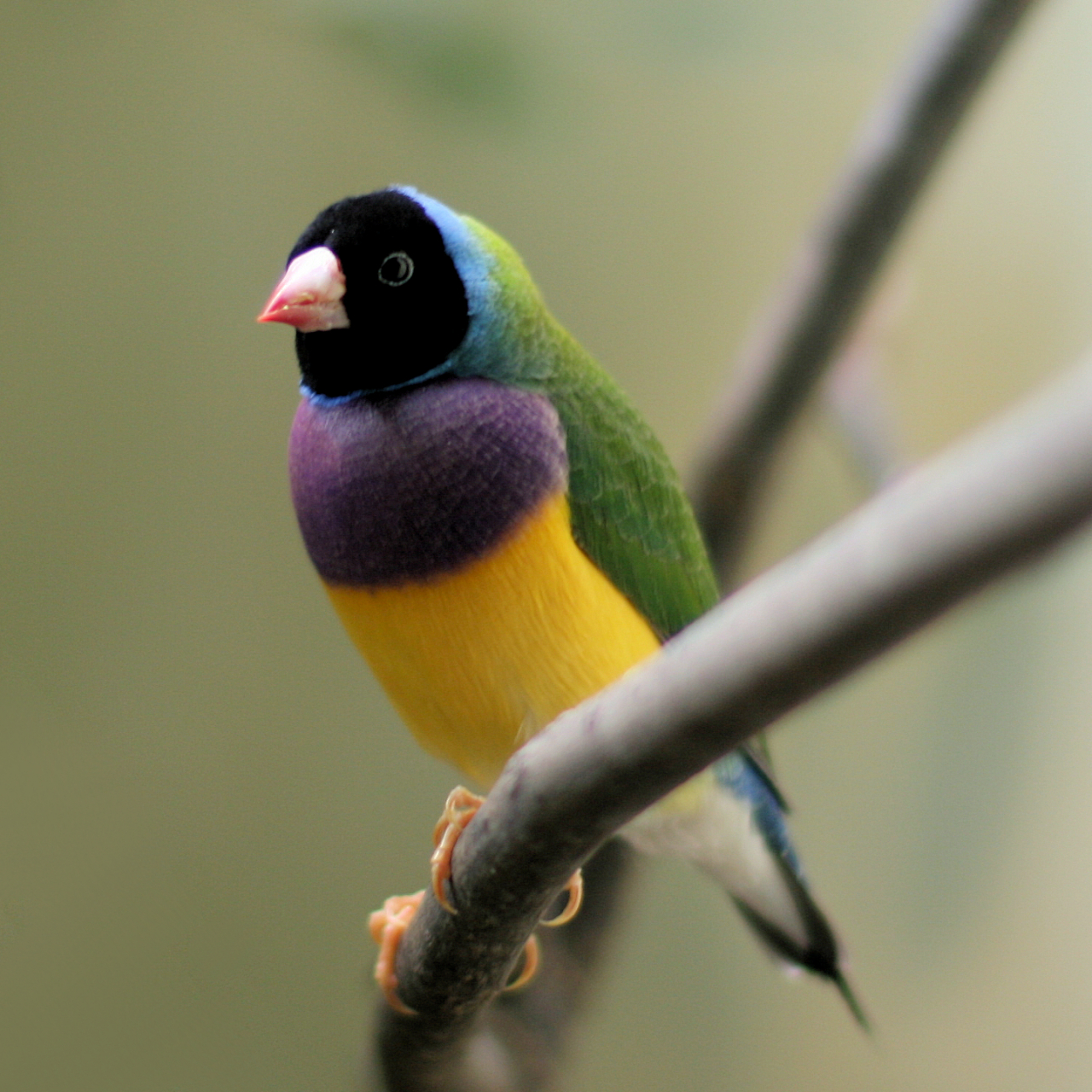 阅读自有力量#  胡锦鸟 gouldian finch  胡锦鸟,俗称七彩文鸟,由于