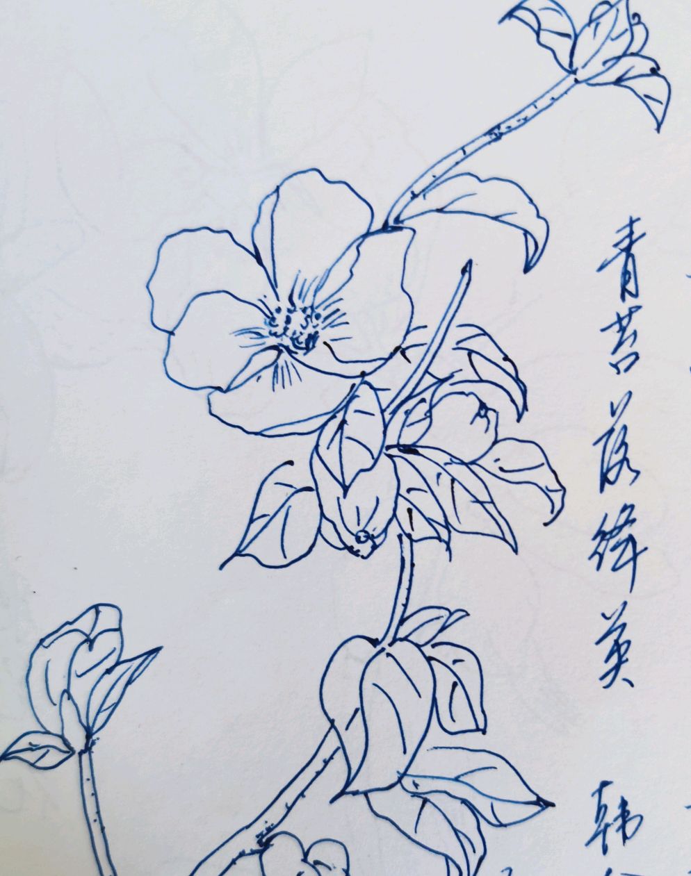 每日一花一诗,画一枝石榴花,题韩愈的诗