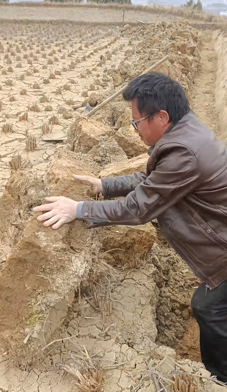 看这稻田地干的,这大土块就像大石头了!