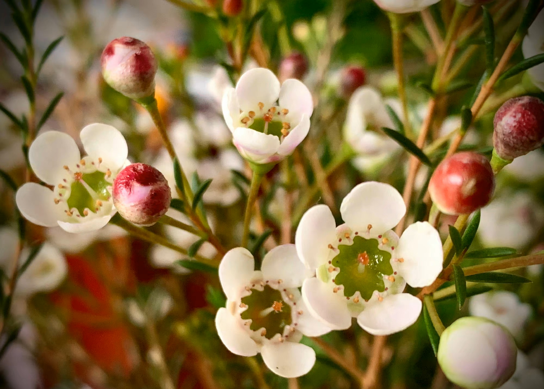 其叶似松针,其花似梅花,花瓣似蜡有光泽,绿色花心,给人纯洁清新的感觉