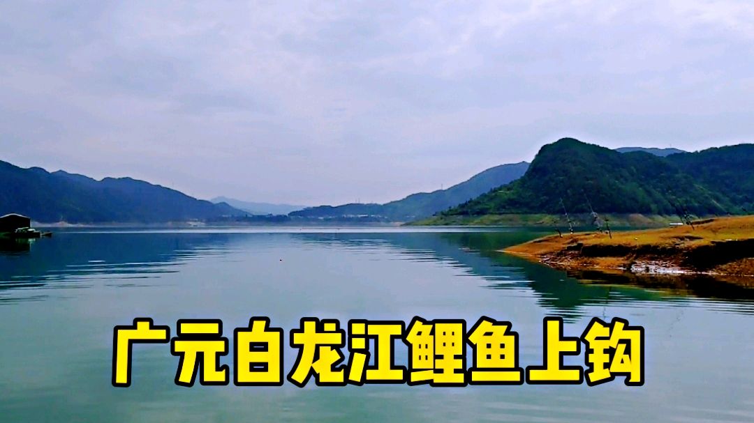 广元青川的白龙江,有人开湖钓了七八斤的鲤鱼
