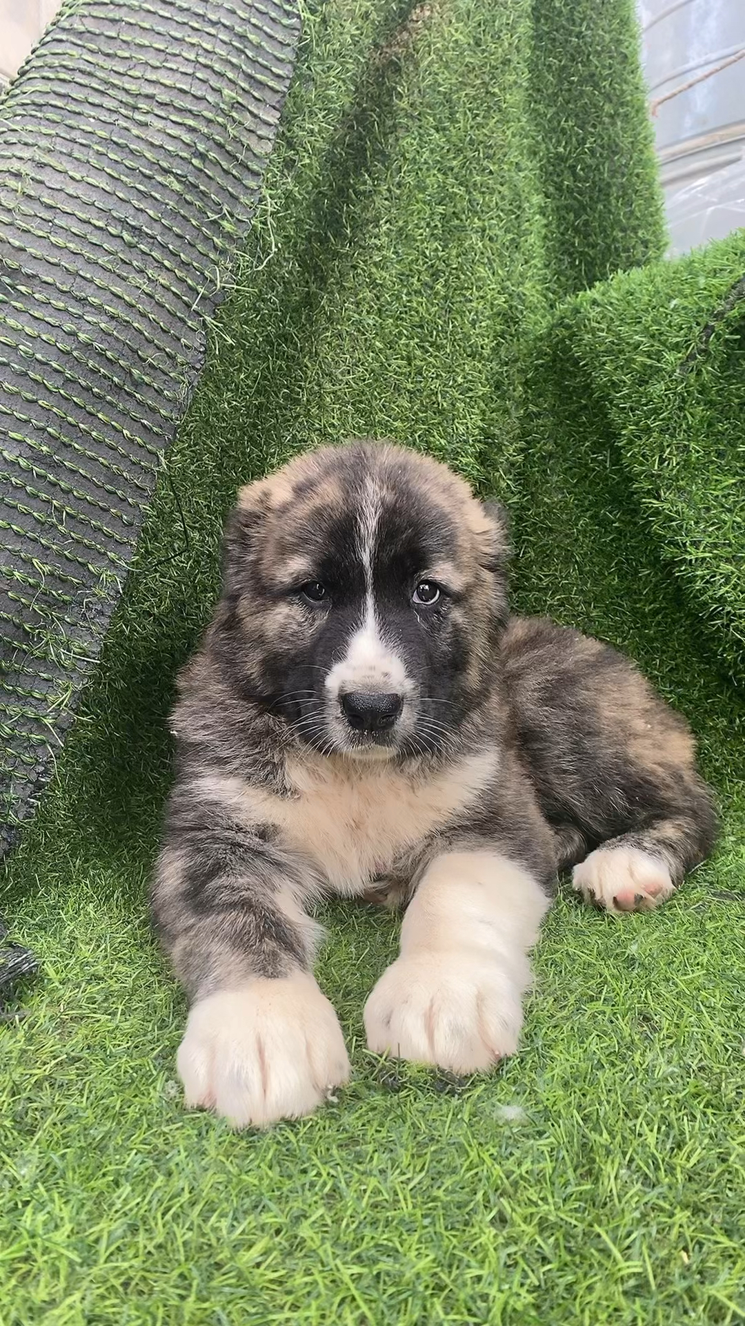 虎皮中亚牧羊犬