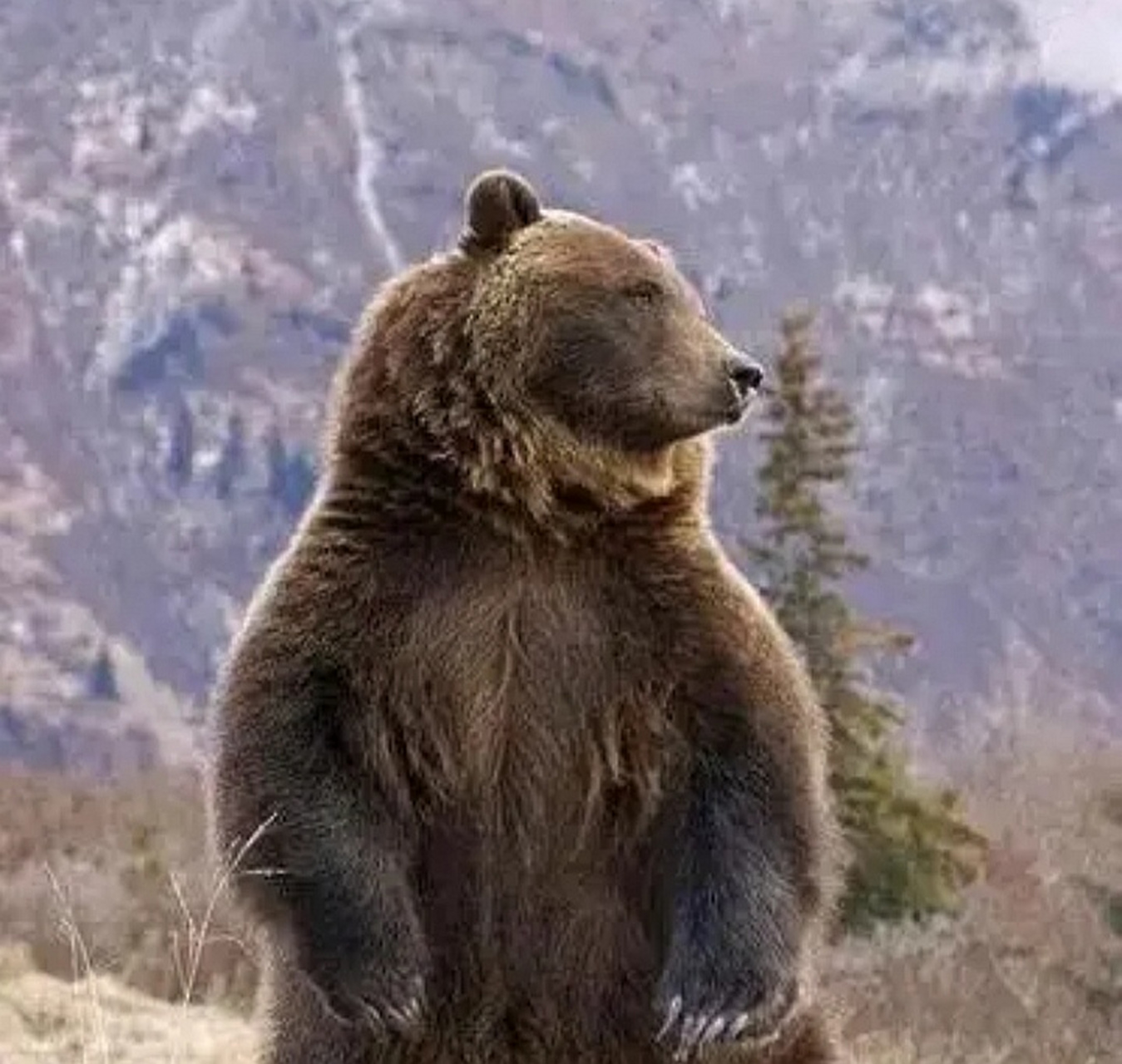 银背大猩猩棕熊图片
