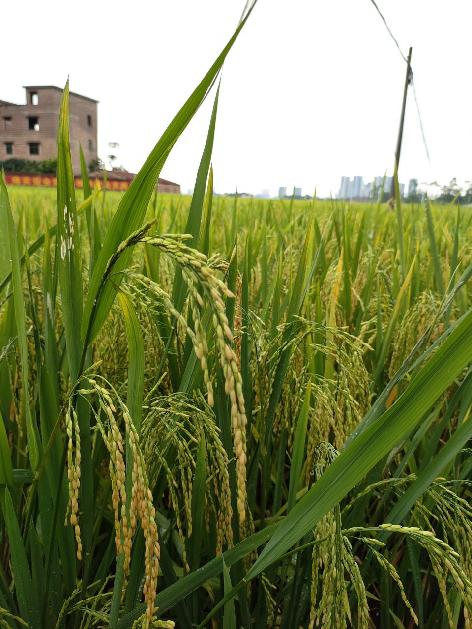 今年水稻成熟了,早稻成熟时是没有晚稻金黄的.