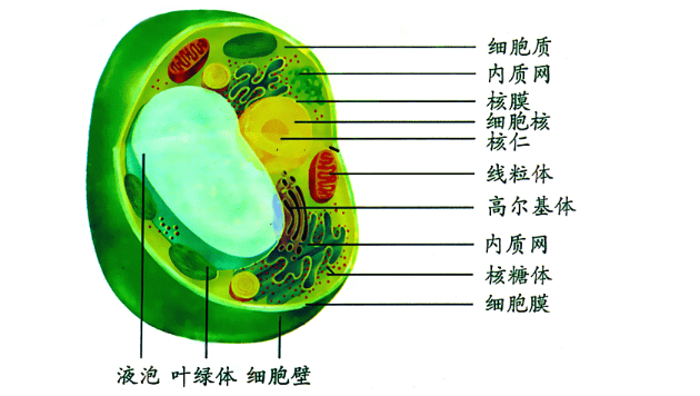 原生质体和原生质层分别是什么