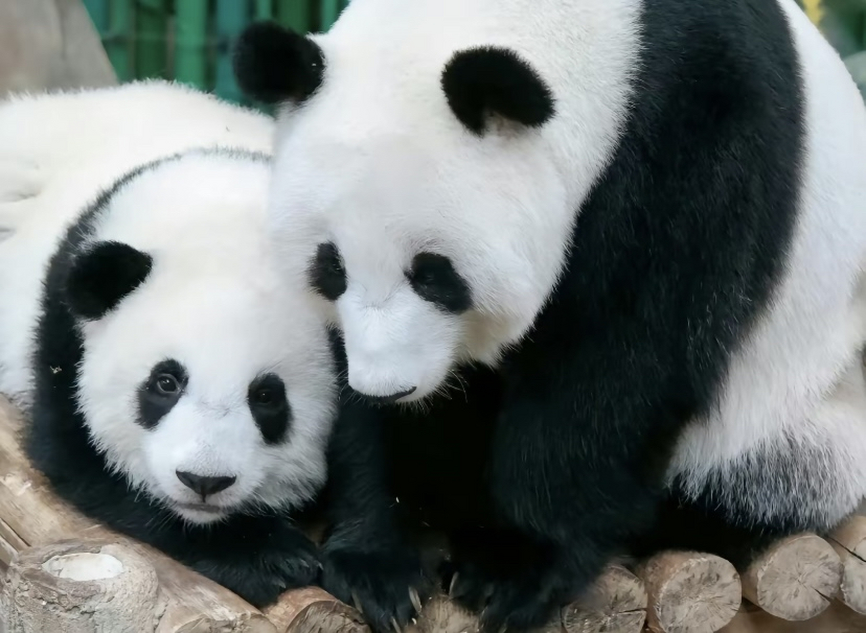 这是在大马的大熊猫"凤仪"和她的两个闺女,大熊猫"谊谊"和大熊猫"升谊