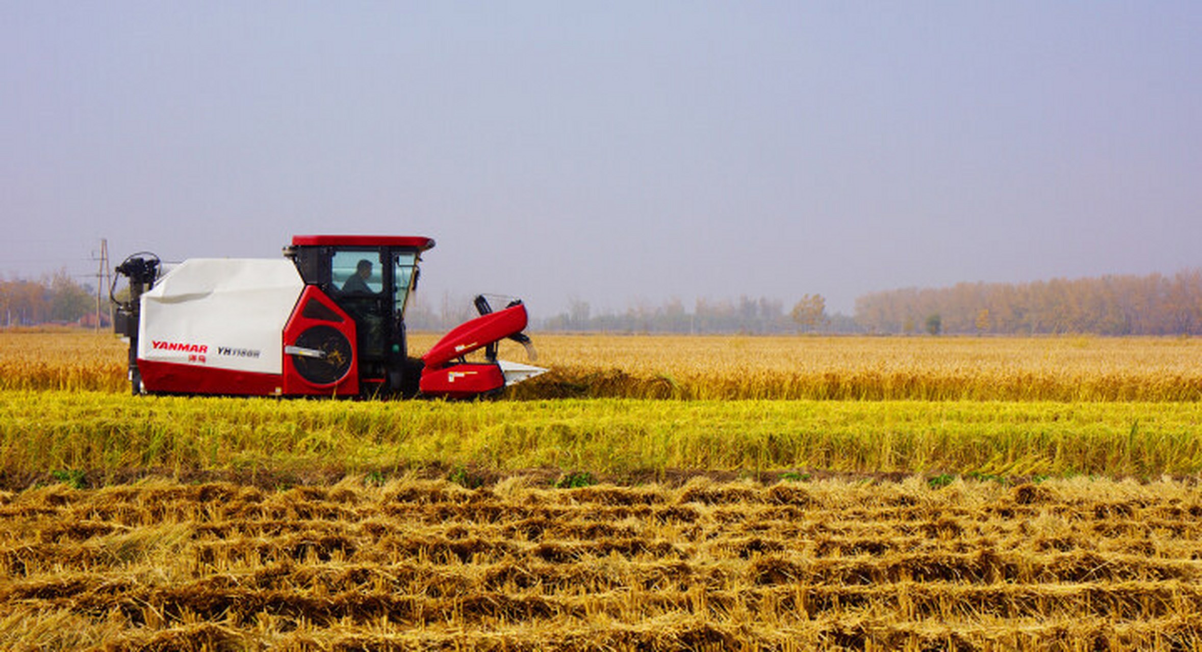 贯彻二十大辽宁在行动# #美好辽宁欢迎您# 水稻收割丰收忙