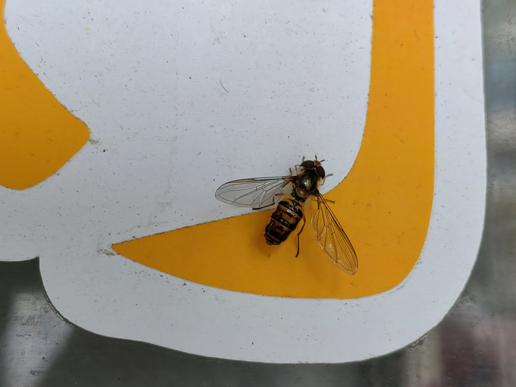 头像蝇身像蜂,这是蝇还是蜂