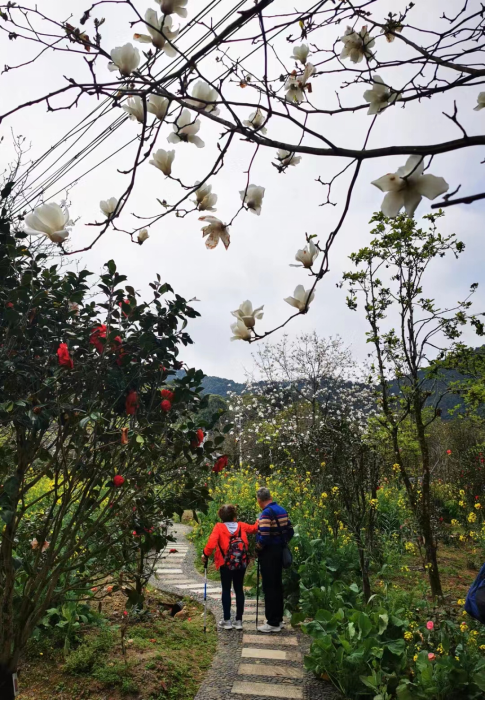 春有約花不誤之從化阿婆六茶花谷