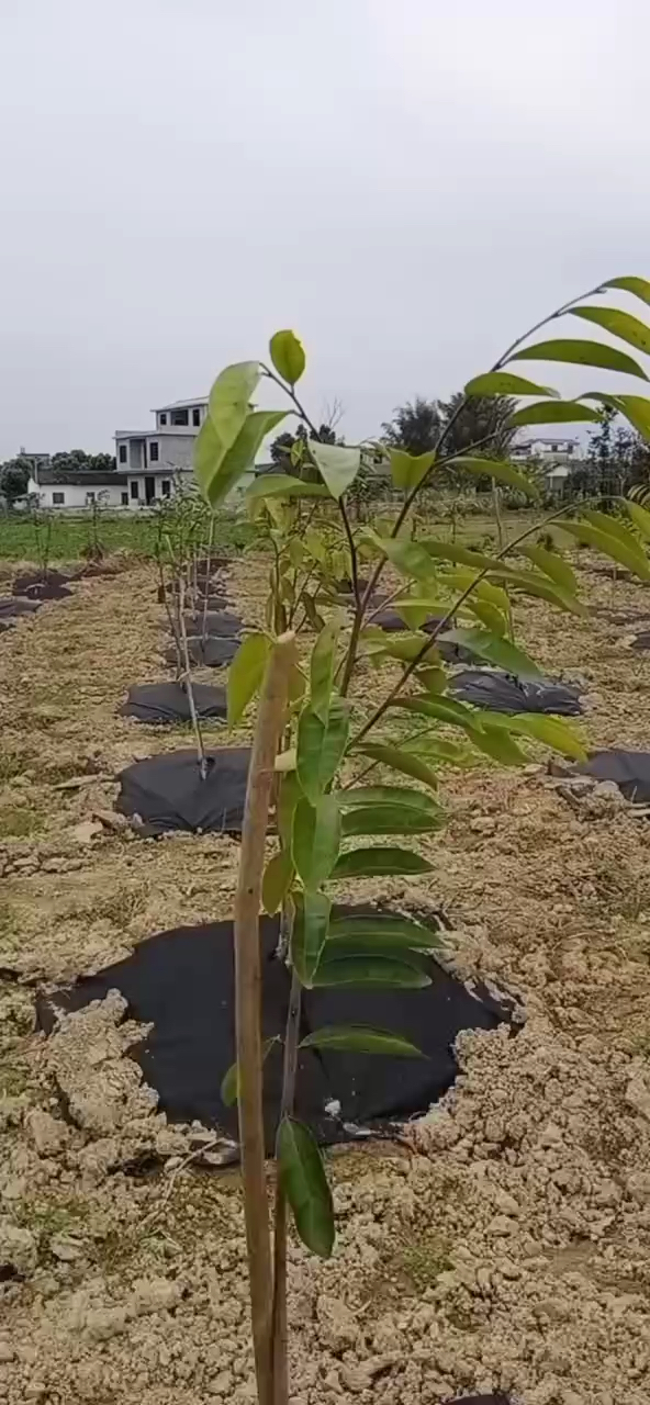 广西钟姐返乡种奇楠沉香树,在自家田地种植200棵沉香