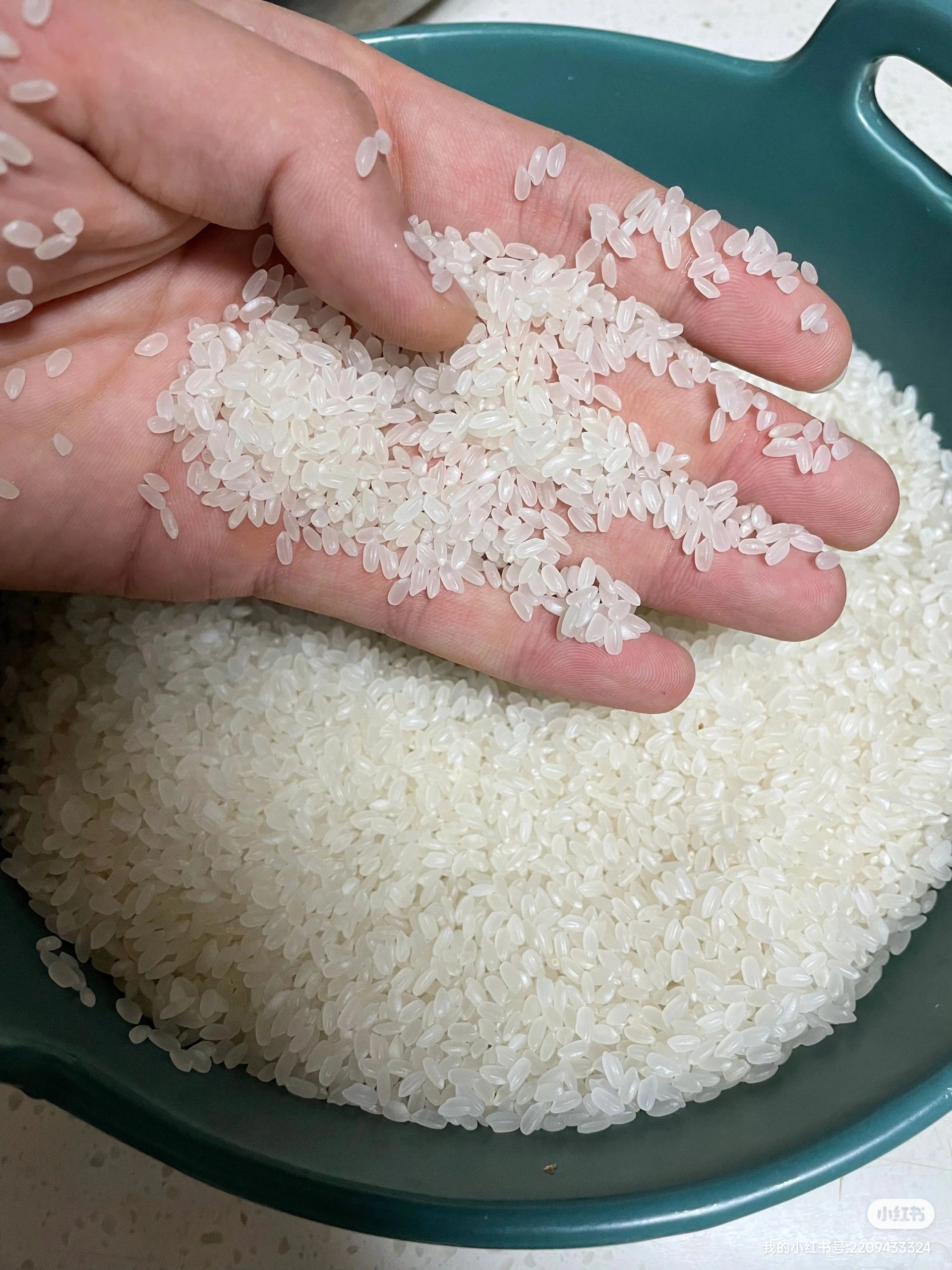 这才是正宗的原阳大米