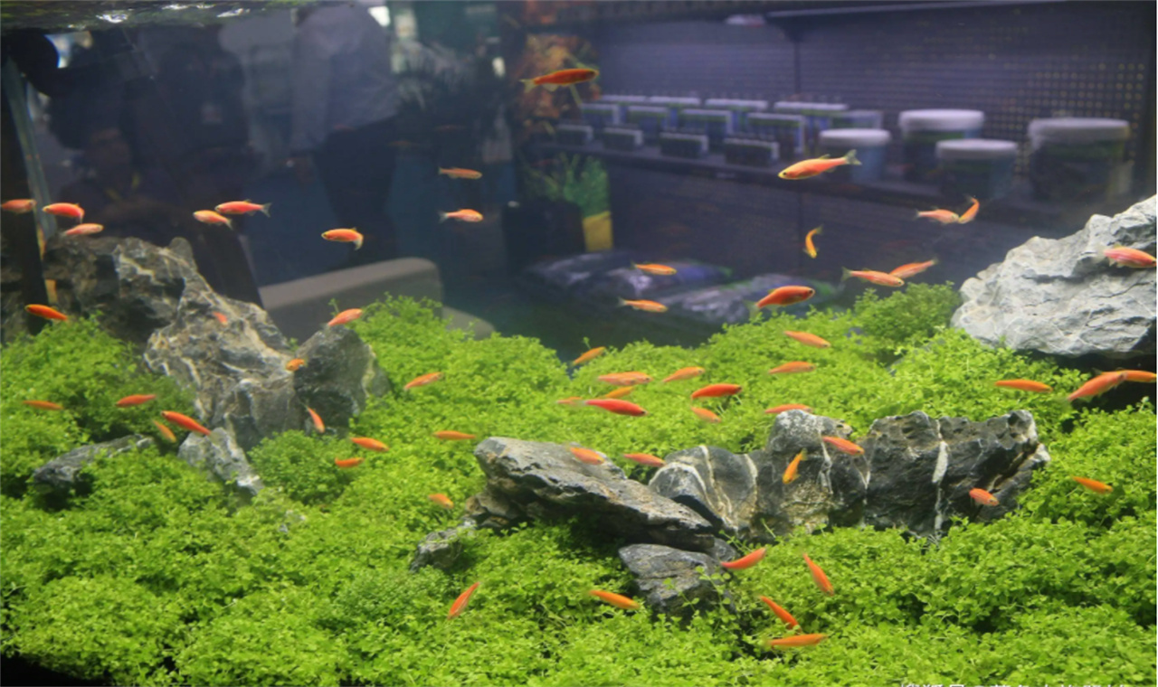 为什么用底滤大鱼缸普通的鱼都养不活?养鱼爱好者给出了答案