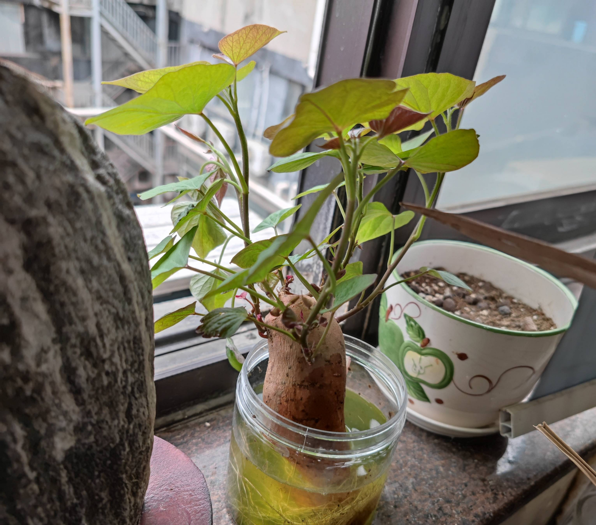 吃不完的生姜土豆,养室内,比绿萝还美,清新好养又百搭