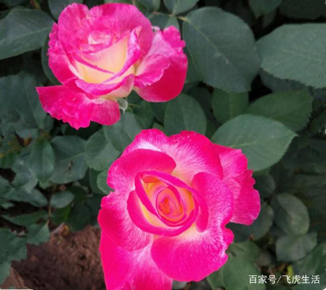 世上最美最香的两种花,美如西施,香过桂花,养殖简单又容易