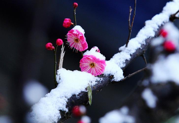 一半焰火一半雪,芳华燃尽迎春归