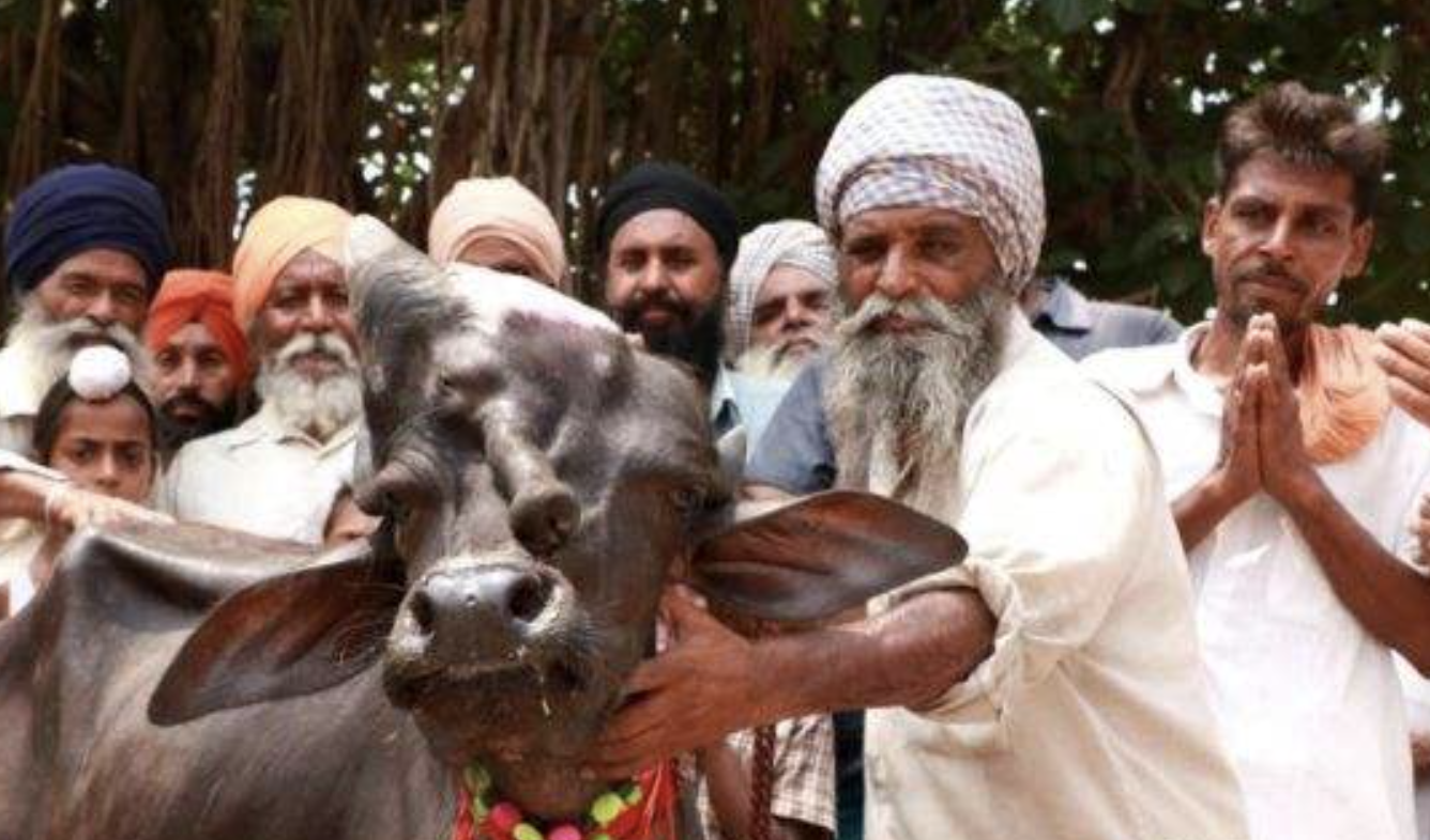 这个印度男人抛妻弃子,花重金迎娶一头母牛,后来生活还很幸福