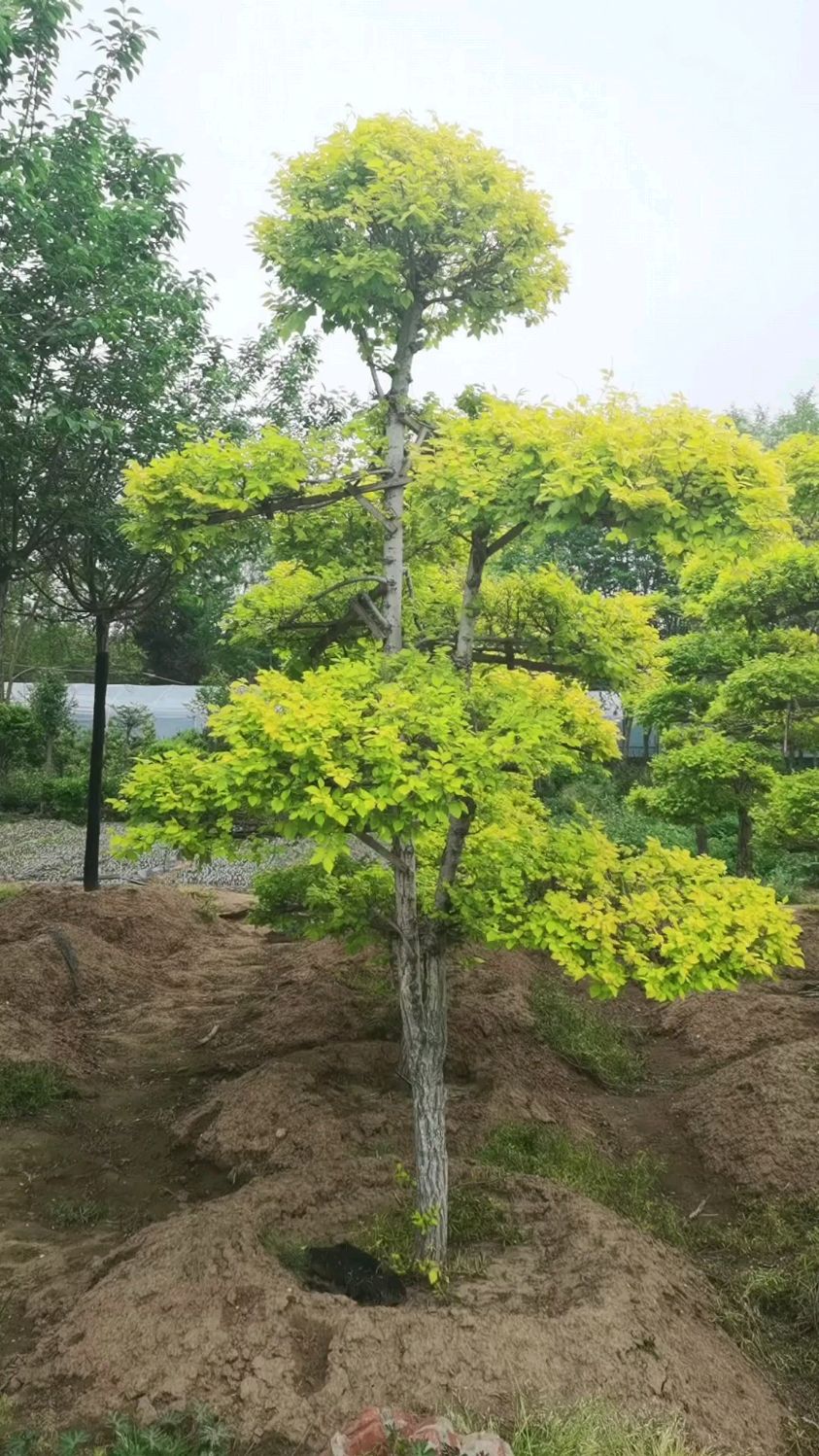 金叶榆被誉为【中国的金枝玉叶】 叶片还能食用