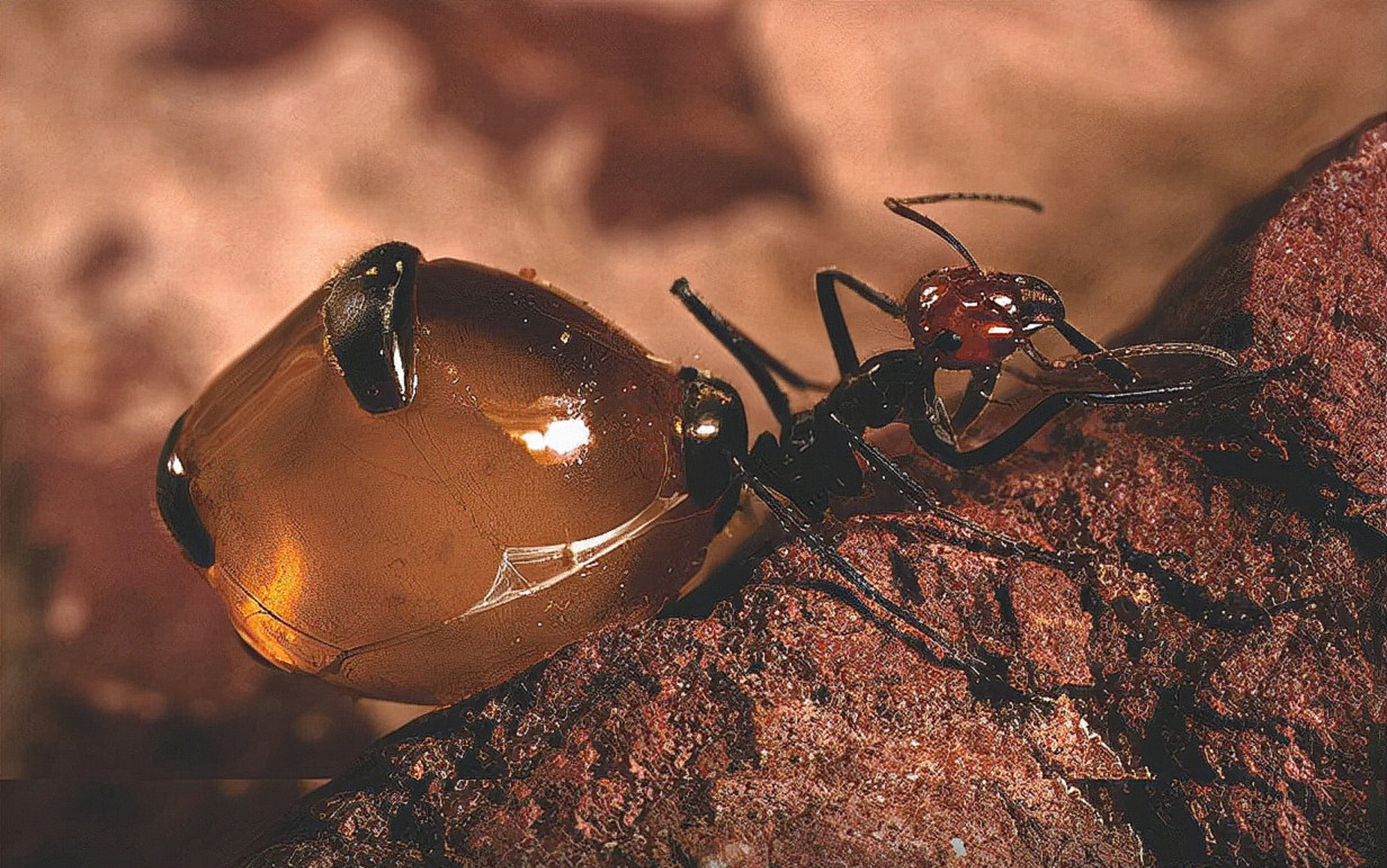 世界上最大的蚂蚁蜜罐蚂蚁