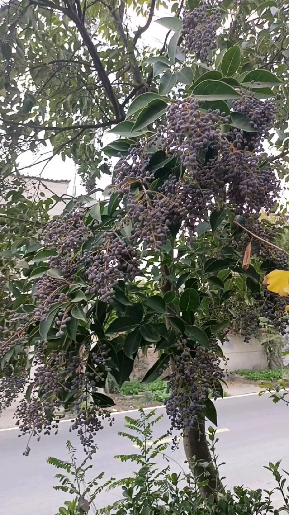 长在树上的葡萄?