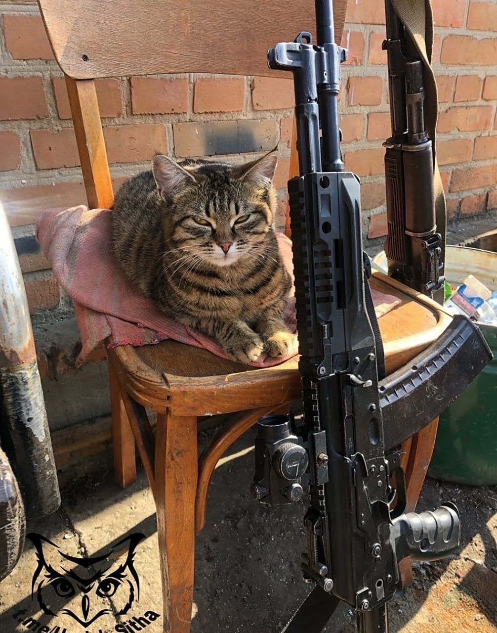 俄罗斯人的战斗喵,感觉他们太喜欢猫猫了,图一像中国的狸花猫.