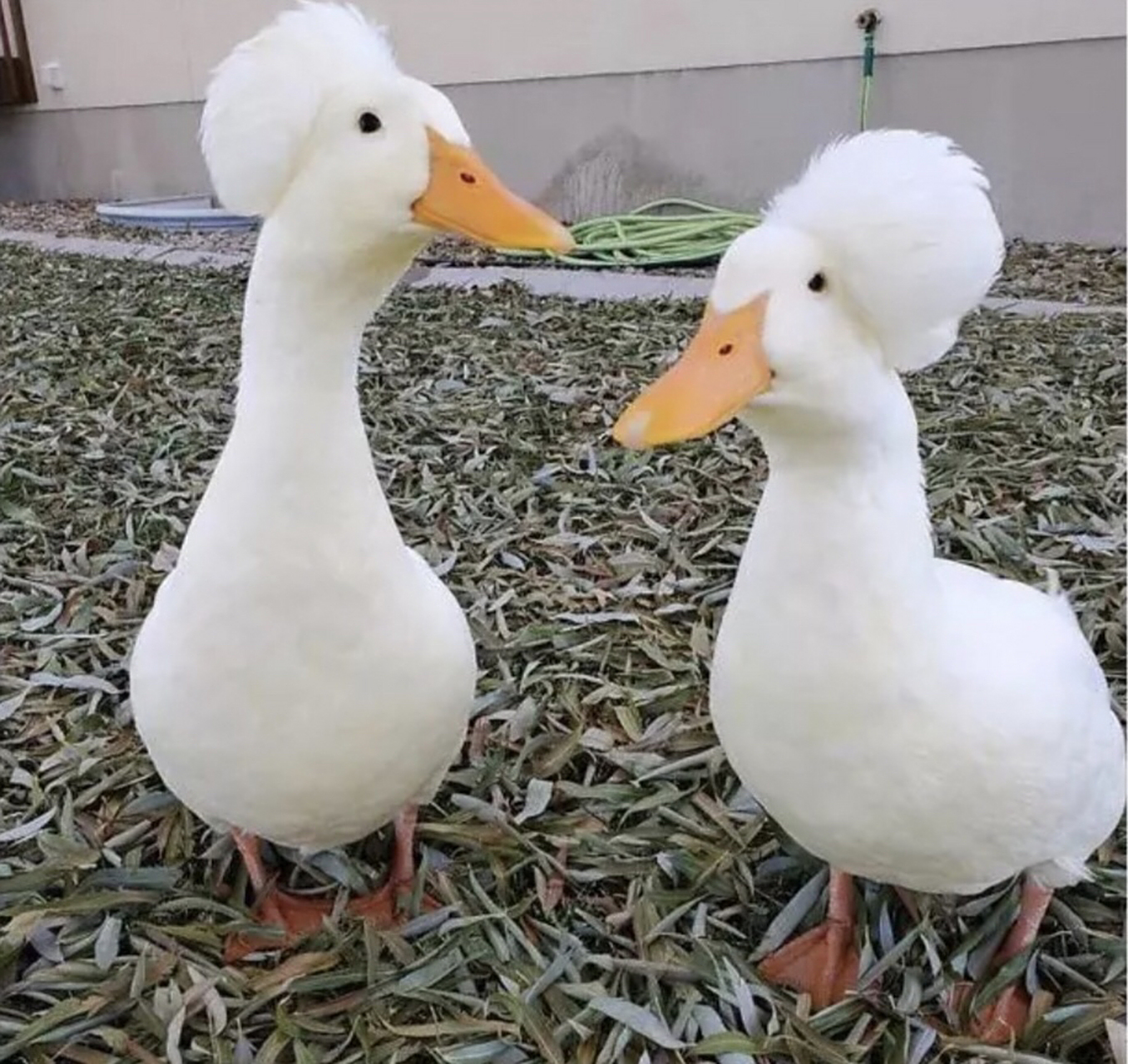 第一次见有发型的鸭子,你们觉得时髦吗?#趣图搞笑