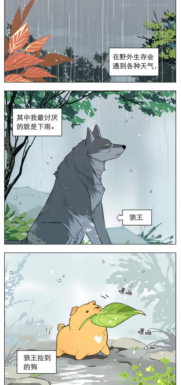 狼王真的很宠小土豆!狼王真的很宠小土豆!重要的事情说三遍!