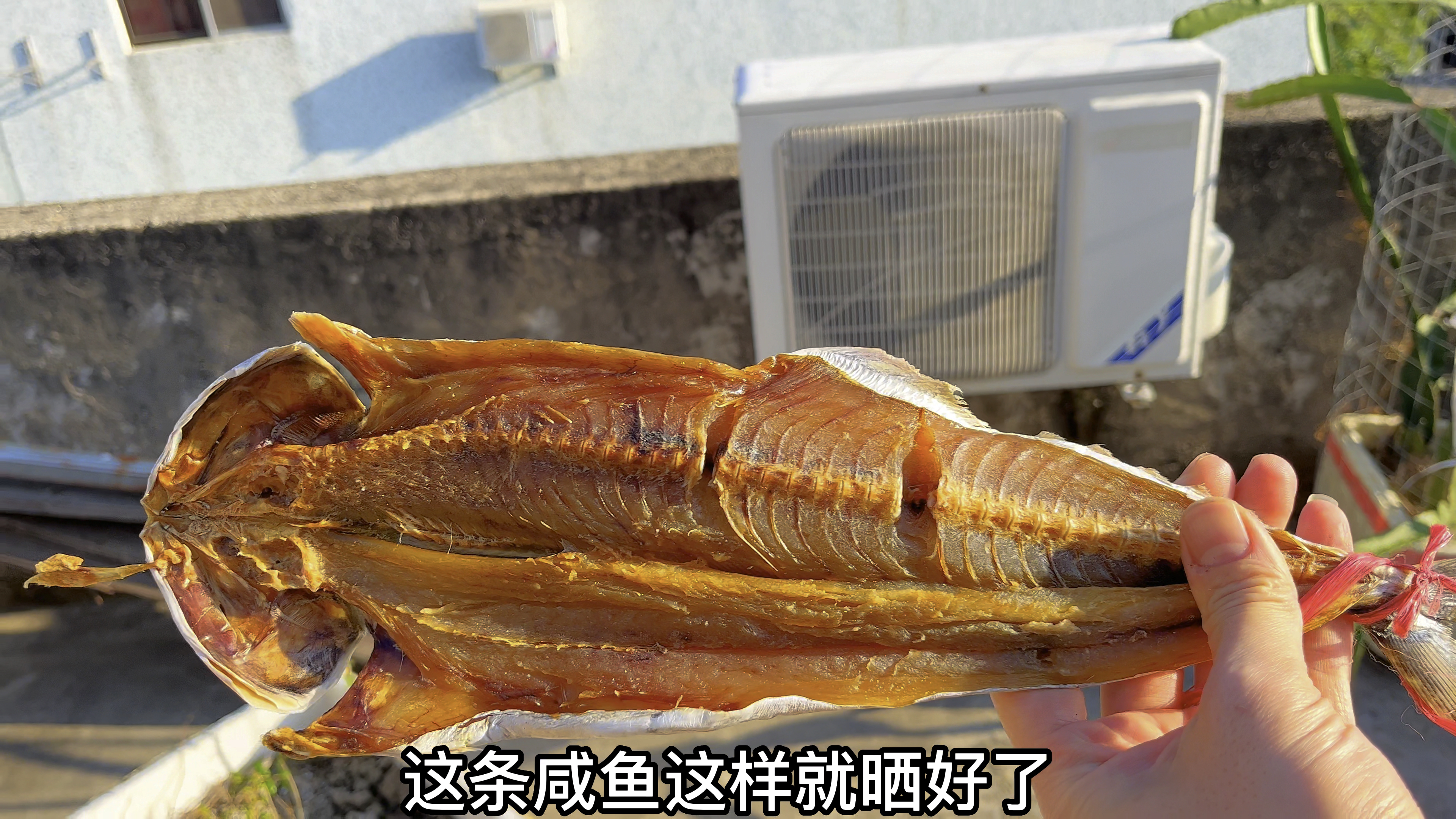 这是最简单的晒咸马鲛鱼，不长虫，不发霉看一次就会