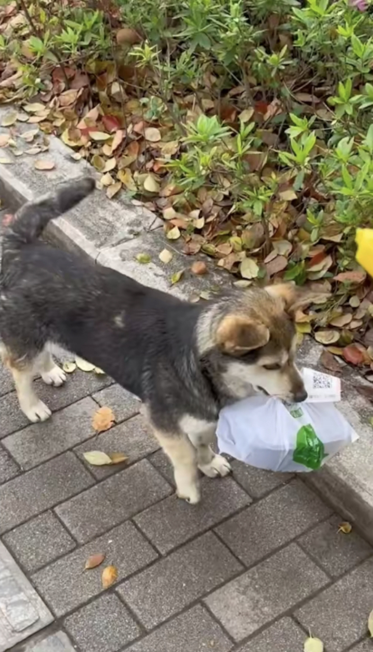 狗狗偷了大学生的外卖,打开后却一口没吃就走了,网友:是减脂餐