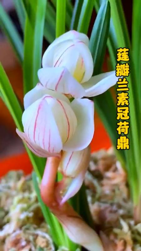 莲瓣兰素冠荷鼎,曾经是多少人梦寐以求的兰花品种-度小视