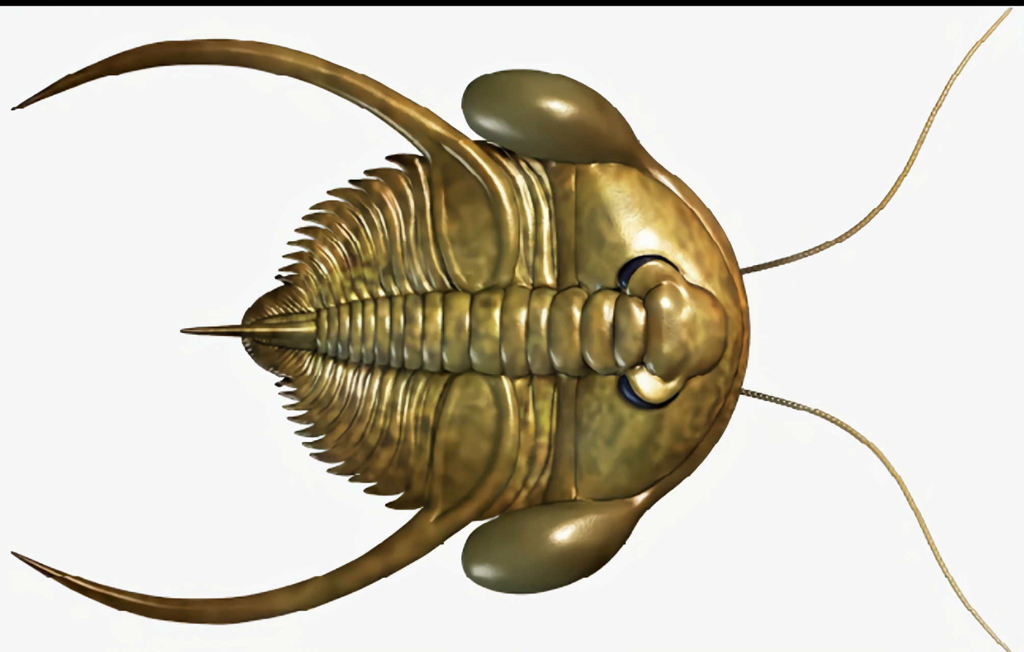 远古生物探秘——伊氏皮契拉虫 伊氏皮契拉虫是三叶虫中比较罕见的