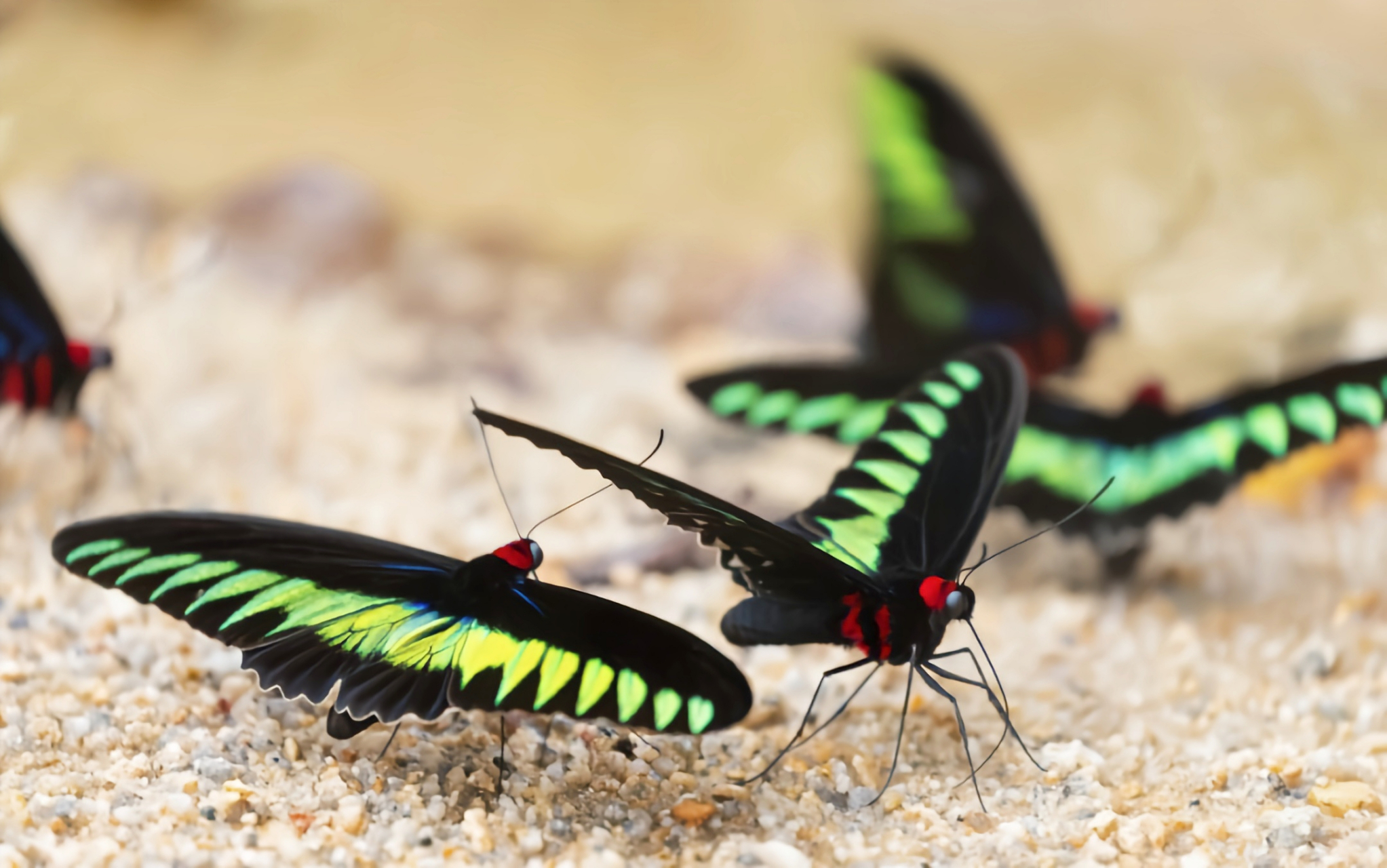 每天认识一种昆虫——咬鹃翠叶红颈凤蝶 咬鹃翠叶红颈凤蝶是凤蝶科
