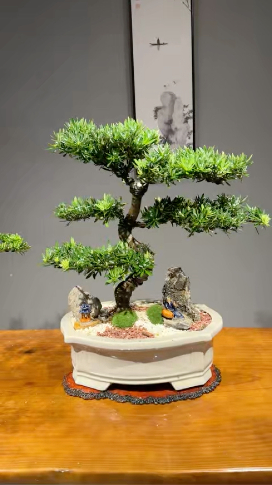 非常漂亮的一棵老桩迎客造型罗汉松盆景