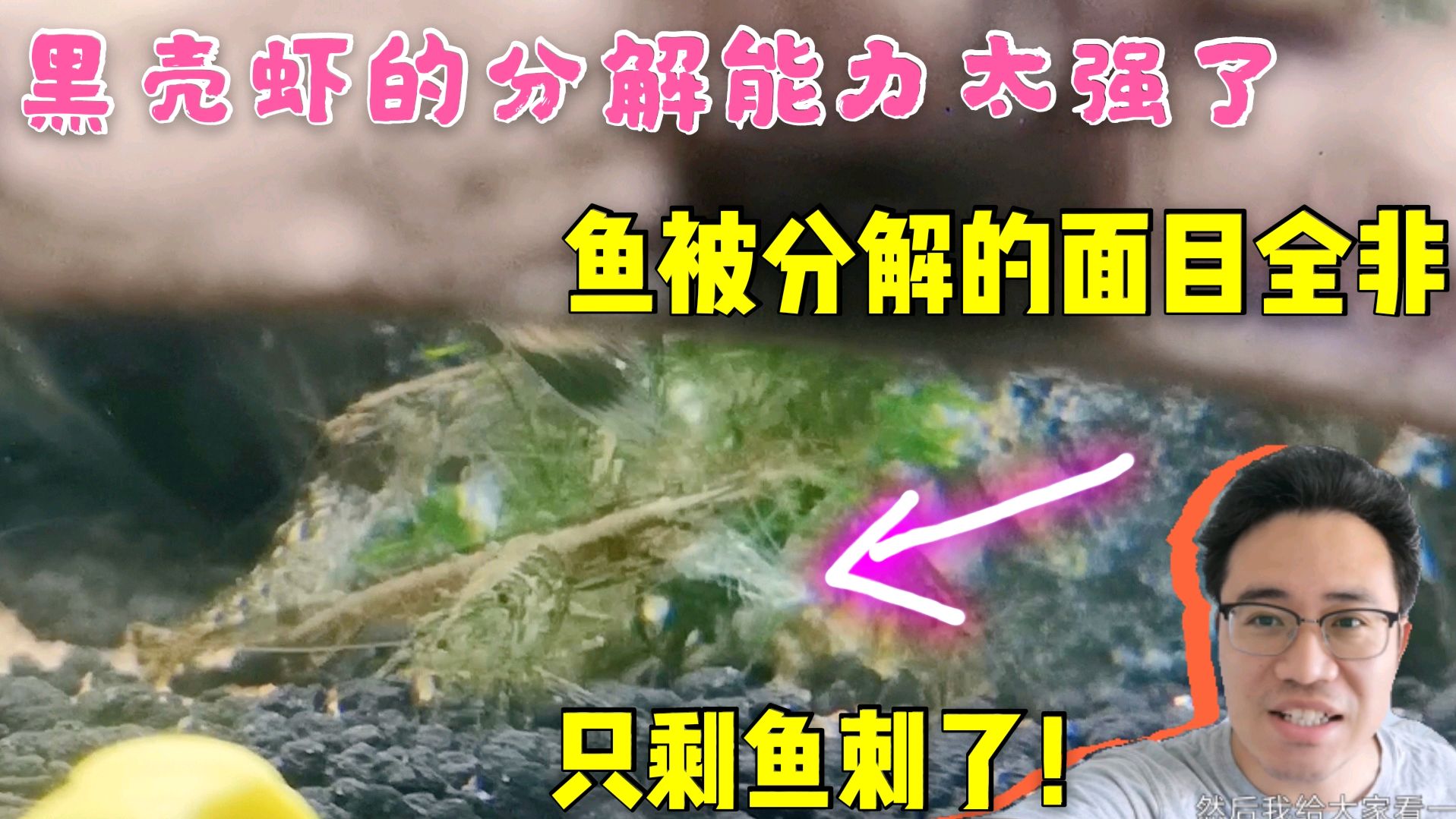 千万不要低估黑壳虾的分解能力,1只完整的鱼就这样被分解成鱼刺了