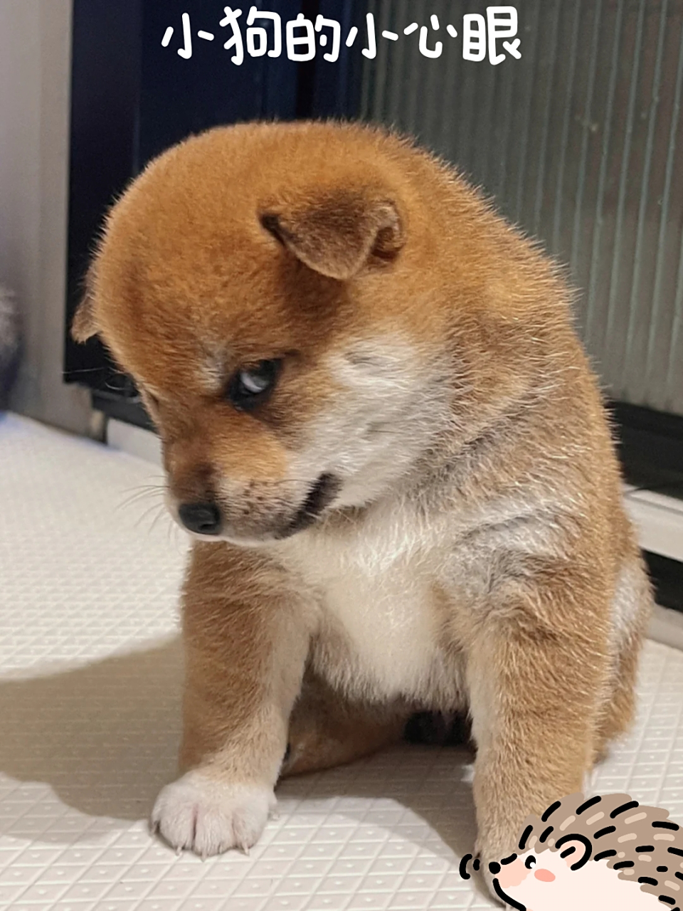 小狗的小心眼 怎么这么小的狗,这个小狗的小眼睛要一天看个几百遍