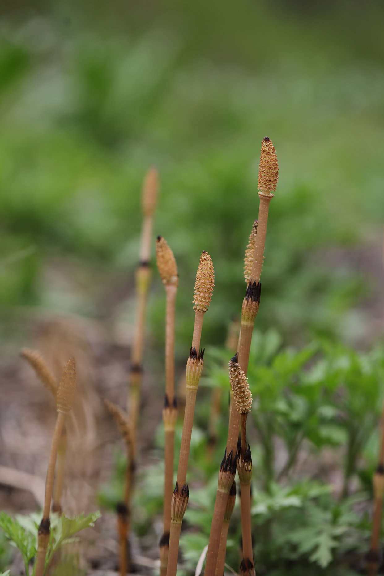 神奇的木贼科植物问荆