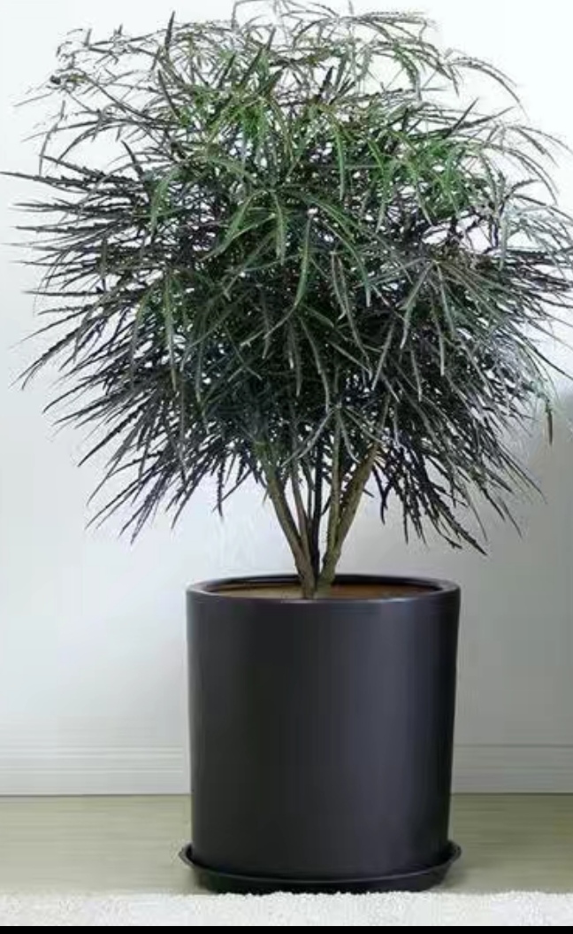 一款高雅盆栽孔雀木