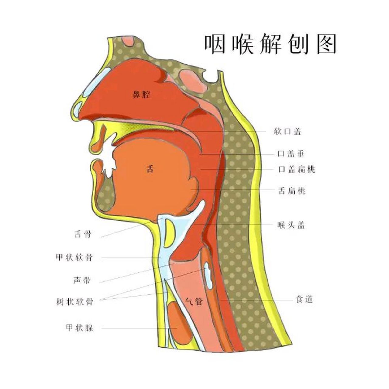 喉结解剖图图片