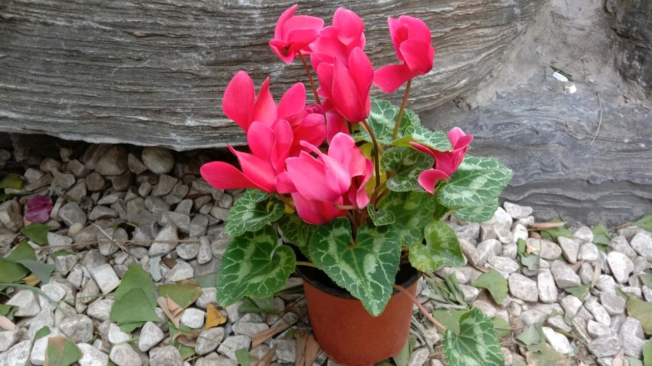 花卉介绍——仙客来