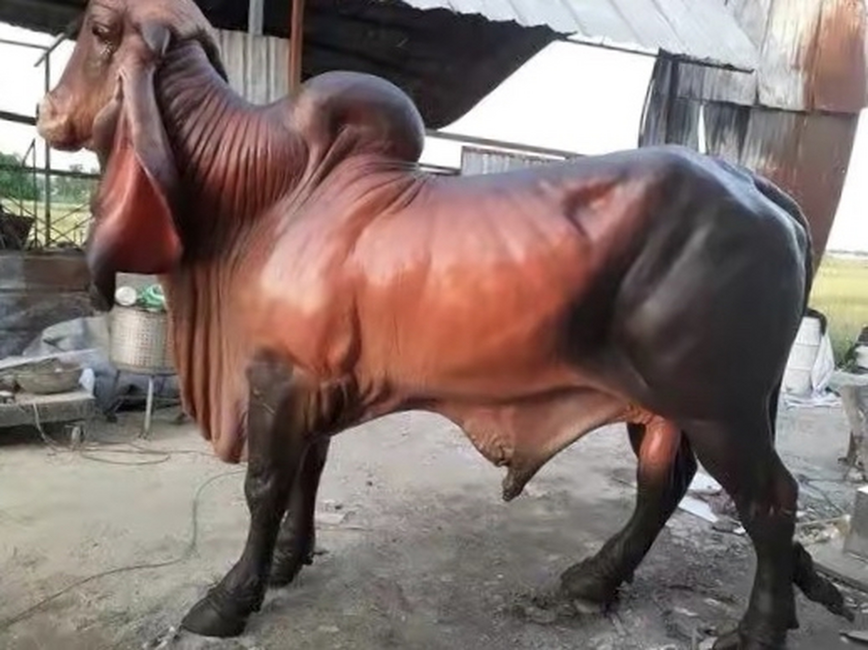 婆罗门牛的外表真是太奇特了,辨识度超级高.