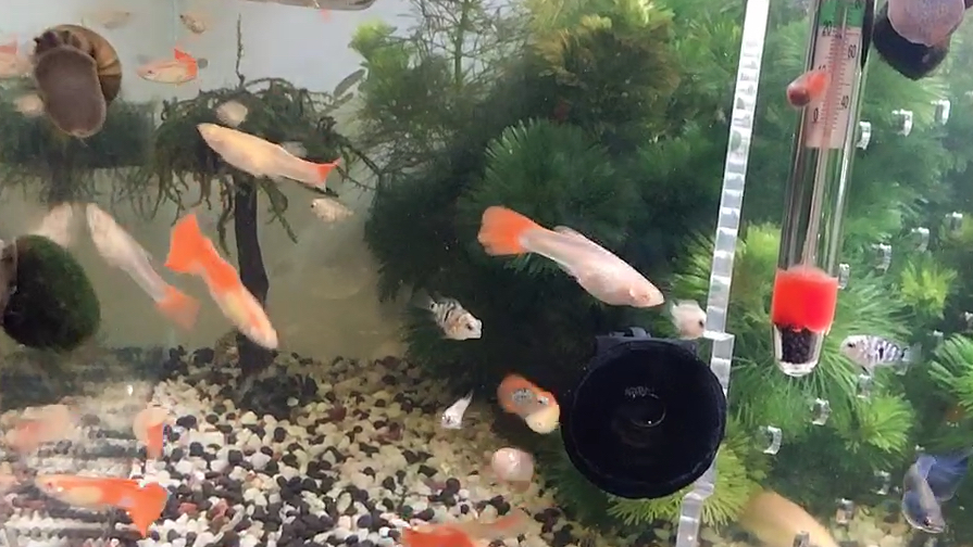 新入手了白子红孔雀鱼养多种纯种孔雀鱼是每个喜欢养鱼的人的梦想