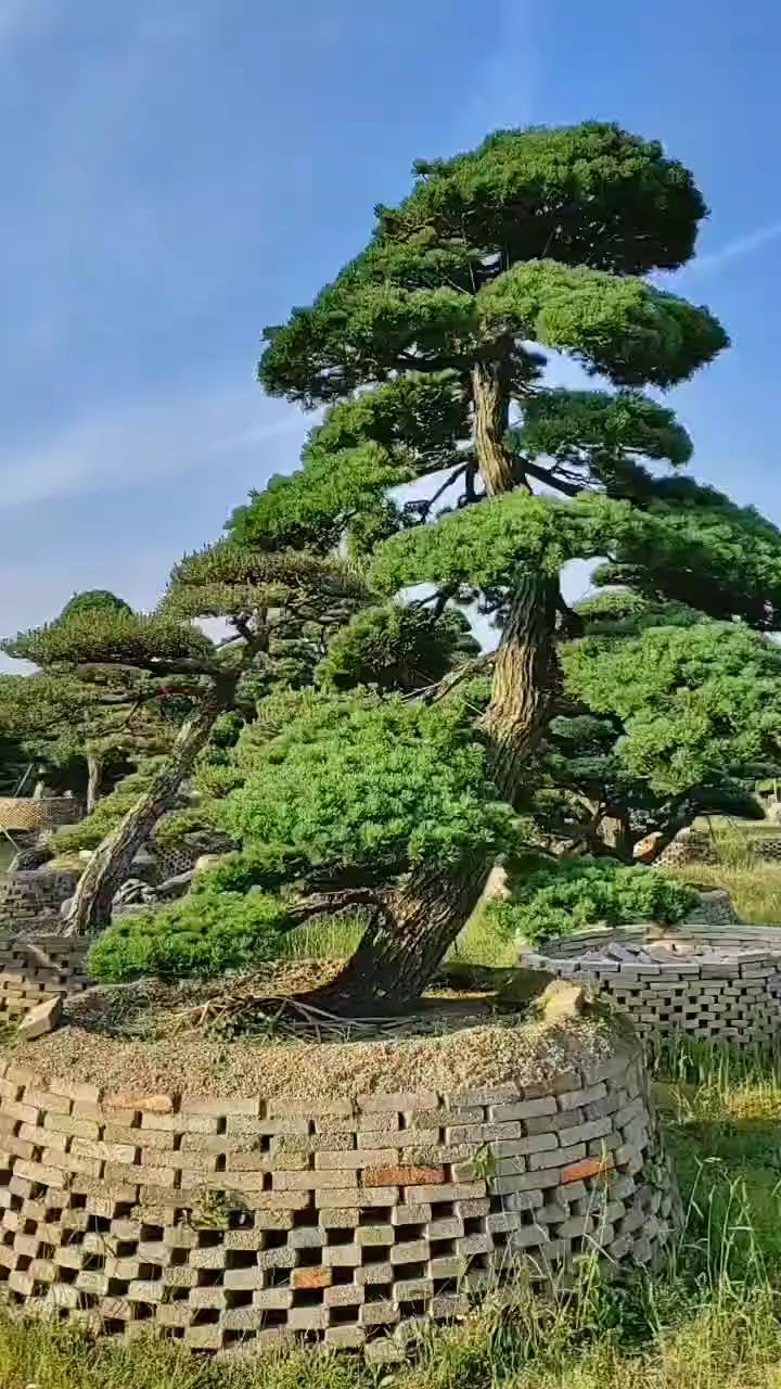 庭院地栽五针松地径31公分