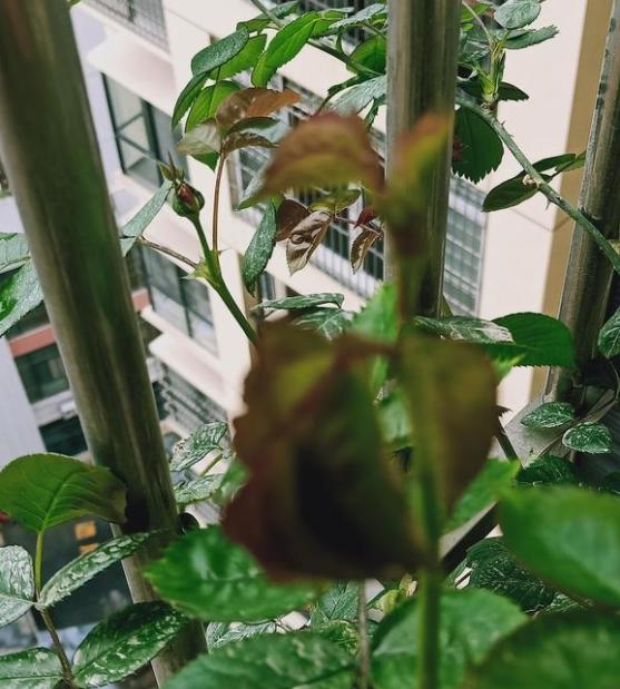 阳台种植的话 权杖之岛和凯丽选择哪个好些?