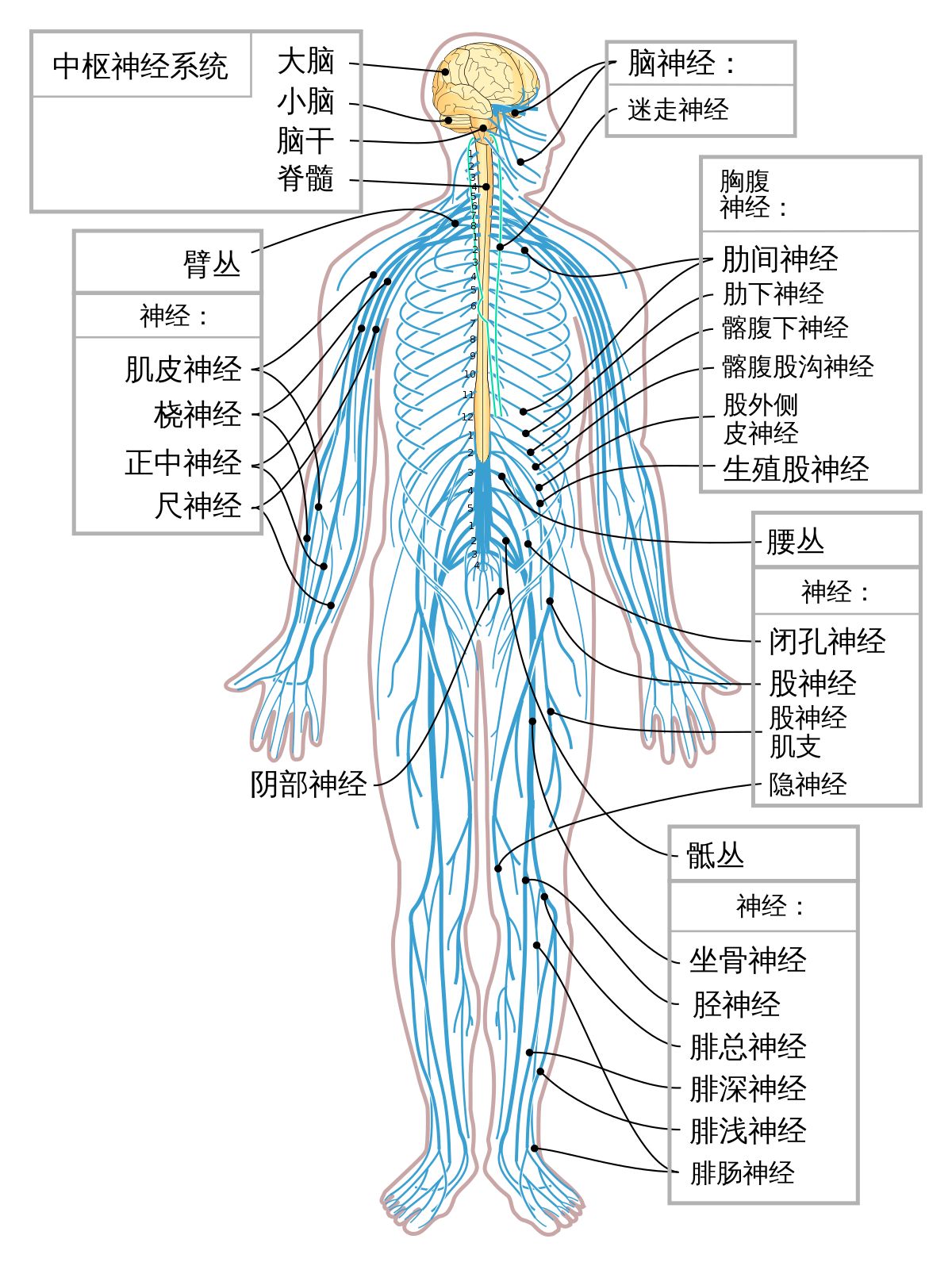 人体八大系统组成图片