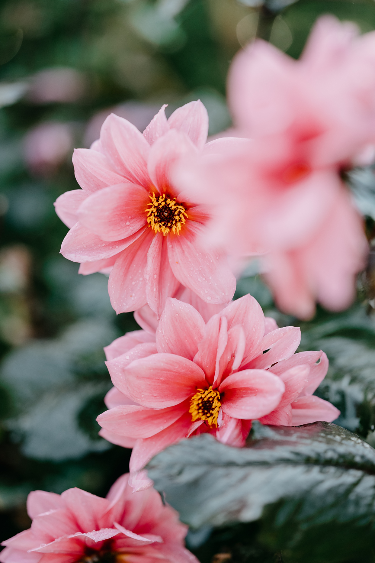 刚浇完水的粉色大丽花,洗去凡尘,美如西子