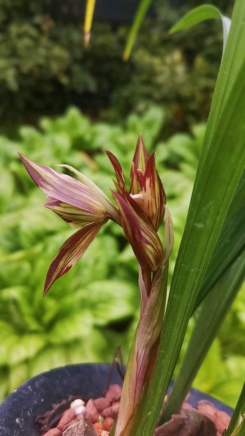 春剑新品复色花