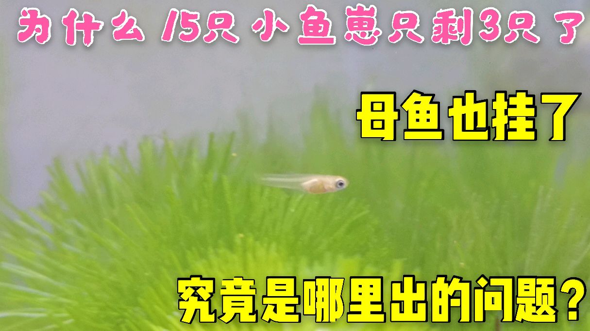 为什么15只小鱼崽只活下来3只?母鱼也死了,你知道是什么问题?