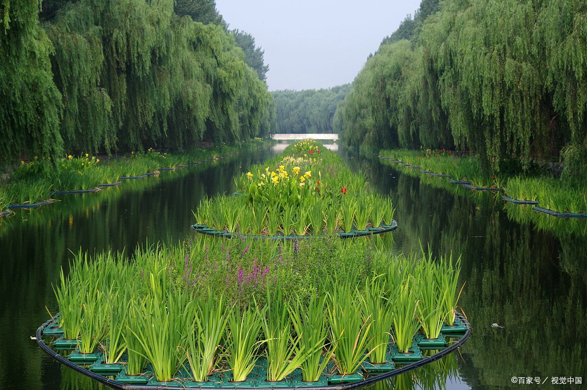 城市河流湿地水生植物种植特性及配置