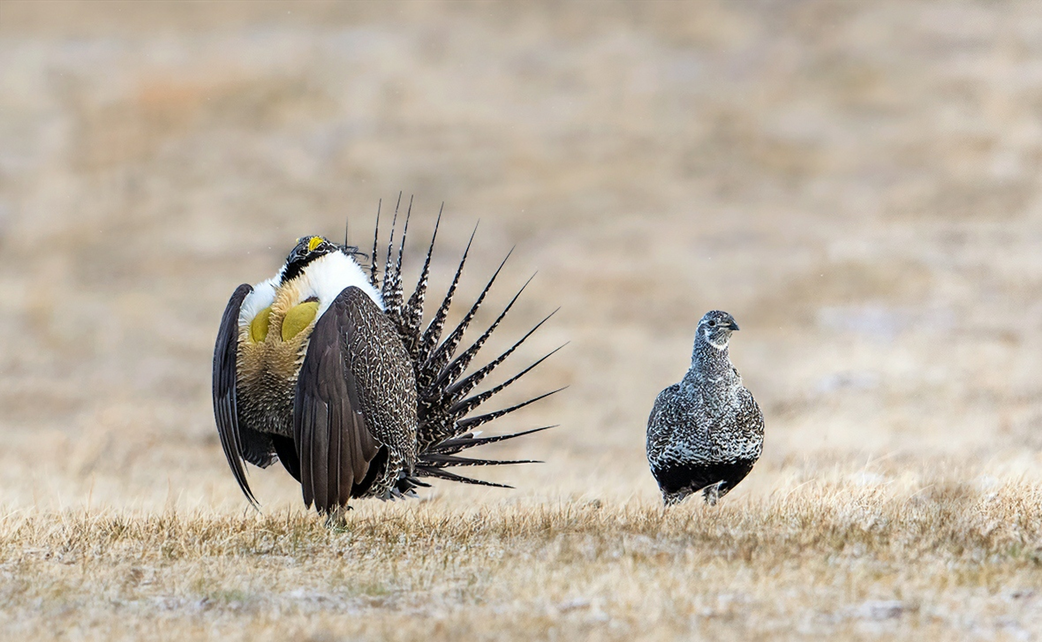十年前,世界自然保护联盟将艾草松鸡列为近危物种.