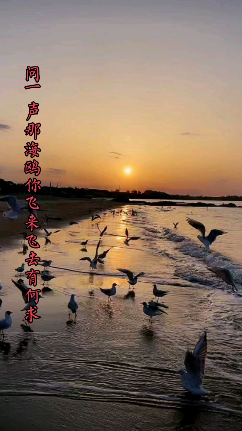 人生只有一次愿你都在为自己而活心如大海般宽阔生活如海鸥般自在