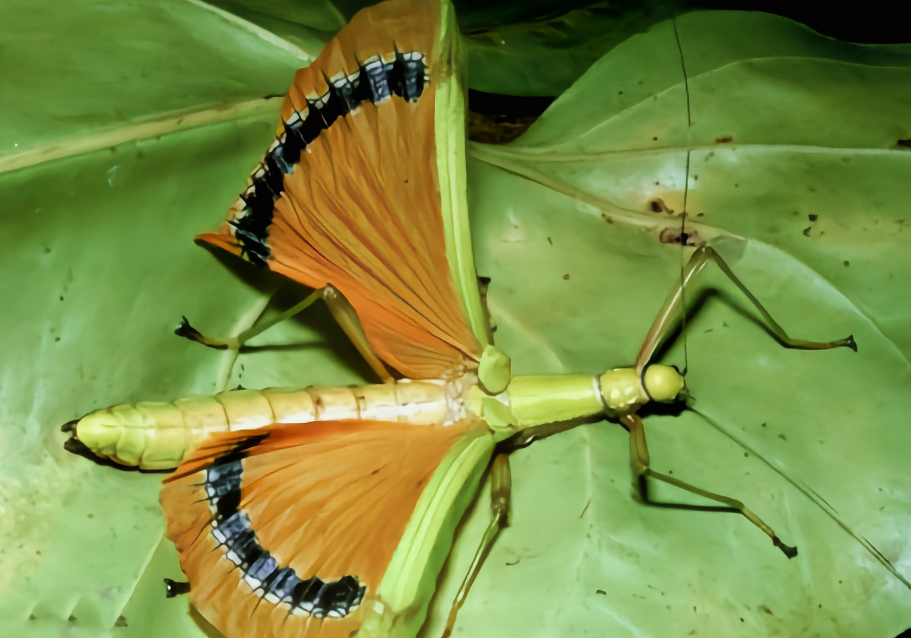 每天认识一种昆虫——黄伞竹节虫 黄伞竹节虫别名黄裙竹节虫,黑带黄扇